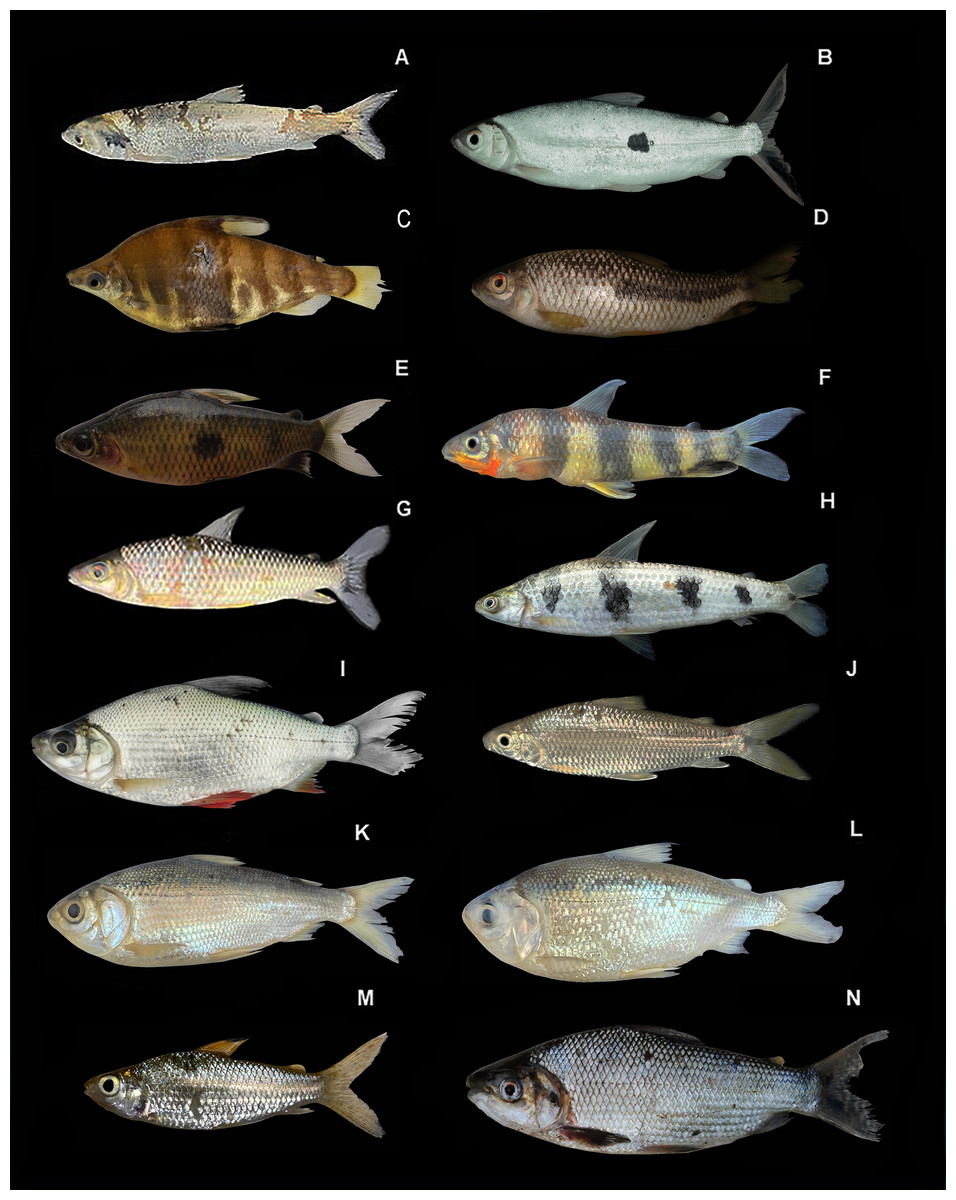 118 especies de peces se registran por primera vez en el río Conambo, en la Amazonía ecuatoriana
