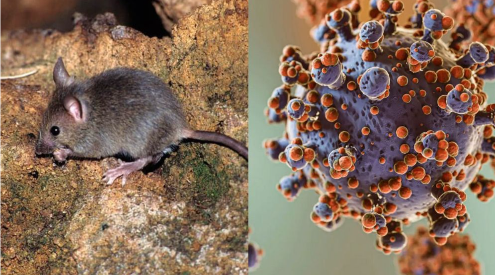 ¿Hay casos de Hantavirus en Ecuador?