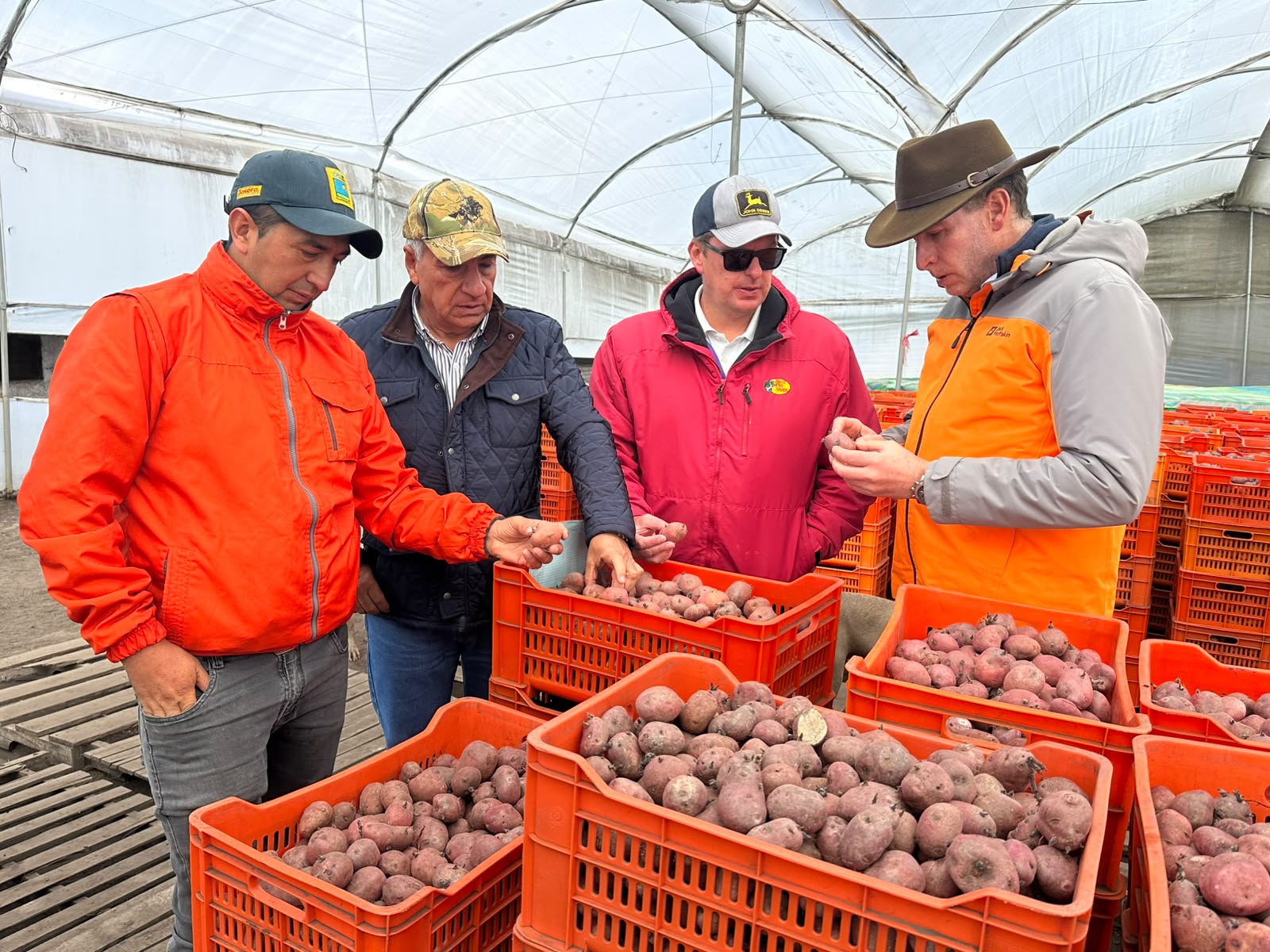 En Tungurahua sí hay semilla de papa ¡de la buena!